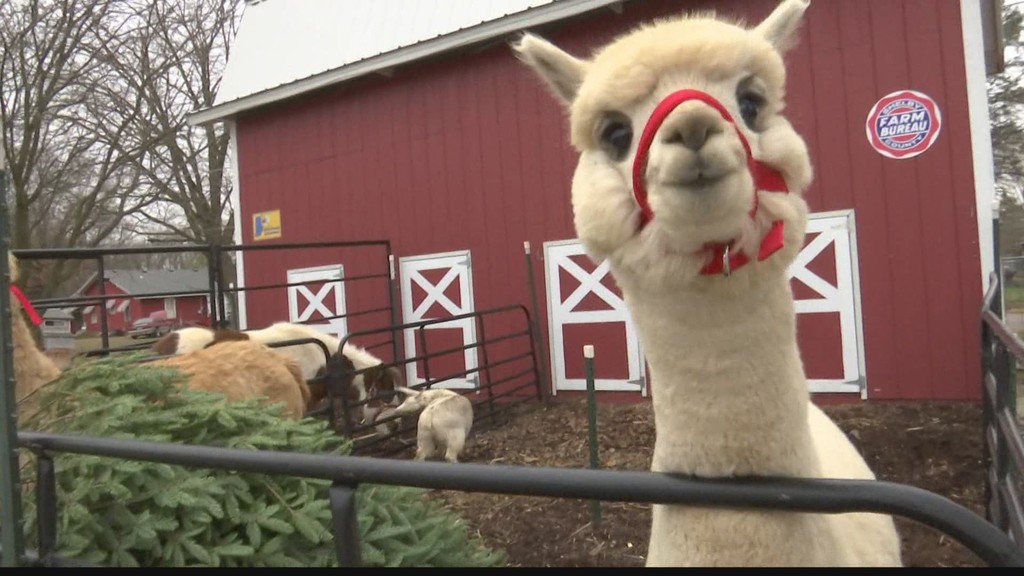 lama